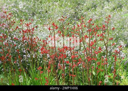 Anigozanthos rufus est une plante vivace à feuilles persistantes originaire de la côte sud de l'Australie occidentale. Les noms communs incluent la patte de kangourou rouge ou cramoisi Banque D'Images