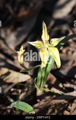 Caladenia flava, communément appelée orchidée cowslip, est une espèce d'orchidée endémique au sud-ouest de l'Australie occidentale Banque D'Images