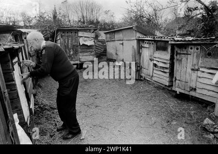 Peter Anderson, inspecteur RSPCA, vérifie les chiots dans leurs cabanes d'élevage à peine plus grandes qu'une cabane à lapins dans une ferme laitière dans le petit village de Blaenycoed / Blaen-y-coed. De nombreux chiots ont été trouvés dans des conditions sales, dangereuses et malsaines, avec peu d'eau et des enclos couverts d'excréments. Certains se nourrissent encore de leur mère, d'autres assez grands pour se tenir debout sur leurs pattes arrière et regarder sans vergogne hors de leurs cages de prison. ANNÉES 1980 ROYAUME-UNI HOMER SYKES Banque D'Images