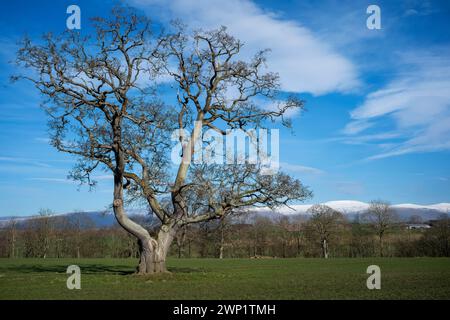 Croix enneigée est tombée au-delà d'un ancien chêne, Edenhall, Langwathby, Cumbria, Royaume-Uni Banque D'Images