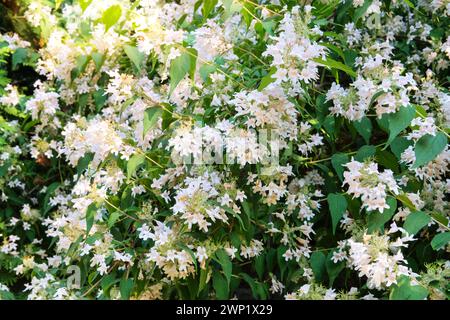 Floraison du buisson de jasmin dans l'arboretum. Aménagement paysager et décoration au printemps. Les fleurs douces poussent en ville. Banque D'Images