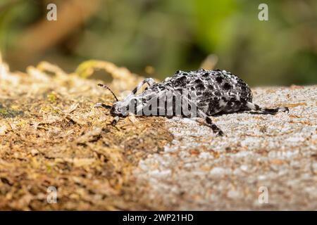 Champignon Weevil, parc national de Ranomafana, Madagascar, novembre 2023 Banque D'Images