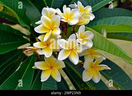 Fleurs frangipanier blanches et jaunes (Plumeria obtusa) sur jardin tropical Banque D'Images