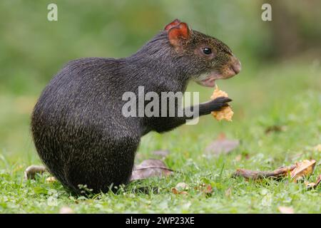 Agouti noir, Lodge rural Ukuku, Colombie, novembre 2022 Banque D'Images