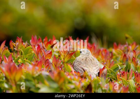 Pitpit de l'île d'Auckland (Anthus novaeseelandiae aucklandicus) sur l'île d'Enderby, Nouvelle-Zélande subantarctique îles d'Auckland Banque D'Images