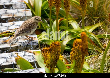 Pitpit de l'île d'Auckland (Anthus novaeseelandiae aucklandicus) sur l'île d'Enderby, Nouvelle-Zélande subantarctique îles d'Auckland Banque D'Images