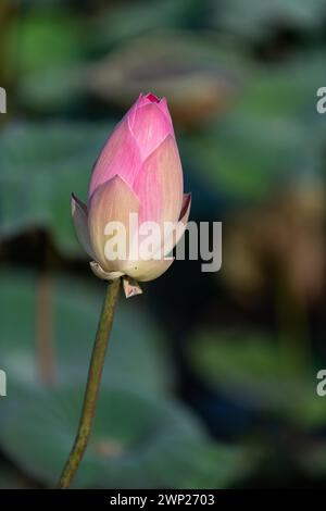 Un bourgeon de fleur de lotus rose pâle sacré au début de la croissance des plantes. Banque D'Images