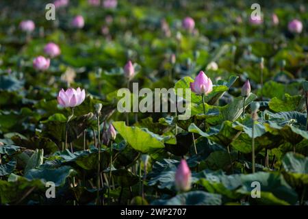 Des fleurs de lotus pâles et roses, sacrées pour les adeptes de l'hindouisme et du bouddhisme, fleurissent dans un étang ensoleillé dans le nord du Viet nom. Banque D'Images