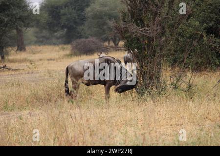 Gnous dans le parc national de Tarangire en Tanzanie, pris lors d'un safari en 2019 Banque D'Images