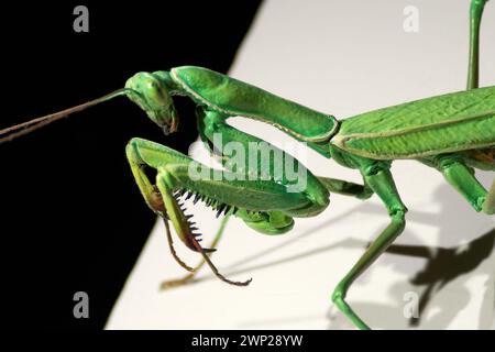 Représentation de la mante priante verte en vue rapprochée montrant sa couleur vibrante et sa structure complexe sur un fond noir et blanc divisé. Banque D'Images