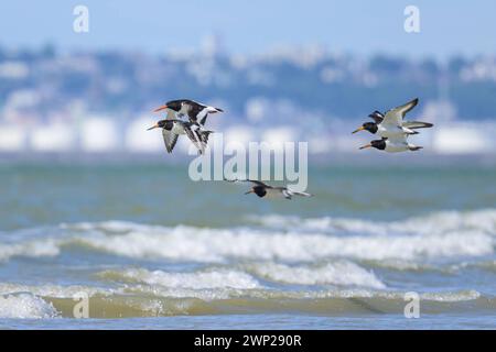 Un groupe d'Oystercatchers eurasiens volant au-dessus de la plage par une journée ensoleillée dans le nord de la France Banque D'Images