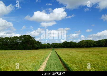 Sentier à travers un champ vert de jeune orge au début de l'été près de Tudeley, Kent, Angleterre Banque D'Images