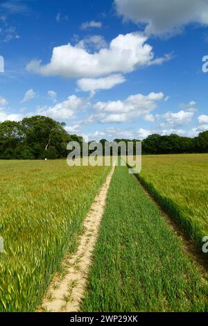 Sentier à travers un champ vert de jeune orge au début de l'été près de Tudeley, Kent, Angleterre Banque D'Images