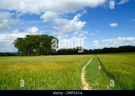 Sentier à travers un champ vert de jeune orge au début de l'été près de Tudeley, Kent, Angleterre Banque D'Images