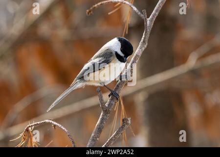 Un chickadee regarde vers le bas depuis son perchoir, dans une lumière douce Banque D'Images