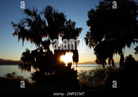 Nature du Chili. Lumière du soir, soleil opposé brille à travers l'arbre couvert de mousse espagnole sur la côte du lac Villarrica, ciel bleu, Pucon Banque D'Images