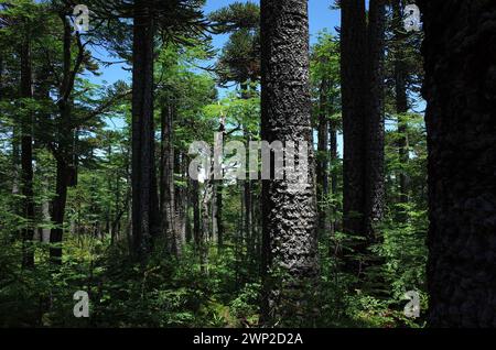 Araucaria araucana forêt dans le parc national de Villarrica au Chili, Amérique du Sud nature Banque D'Images