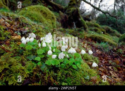 Sorrel des bois (Oxalis acetosella) floraison dans un bois humide, Western Oakwood, Ardnamurchan, Argyll, Écosse, avril 1988 Banque D'Images