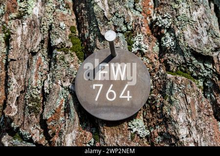 Plaque à un chêne, site de sépulture naturelle, Friedwald, forêt de Reinhardswald, Weser Uplands, district de Kassel, Hesse, Allemagne, Europe Banque D'Images