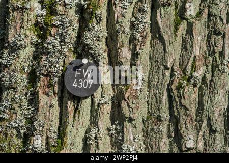 Plaque à un chêne, site de sépulture naturelle, Friedwald, forêt de Reinhardswald, Weser Uplands, district de Kassel, Hesse, Allemagne, Europe Banque D'Images