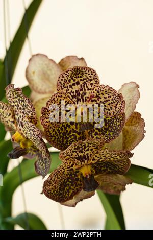 Gros plan de Vanda Varut Leopard est un hybride d'orchidée, Mahé, Seychelles Banque D'Images