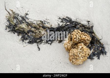 Capsules d'oeufs de buloc commun, Buccinum undatum, échouées sur la plage, île d'Amrum, Frise du Nord, Schleswig-Holstein, Allemagne Banque D'Images