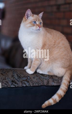 Chat domestique Red point (thaï siamois) jouant dans le jardin en hiver Banque D'Images