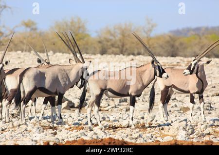 Groupe de Gemsbok Oryx debout sur la savane africaine poussiéreuse sèche en Namibie avec un fond de brousse naturel Banque D'Images