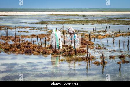 Une femme récolte sa récolte d'algues (Eucheuma denticulatum), Jambiani, Zanzibar, Tanzanie. Banque D'Images