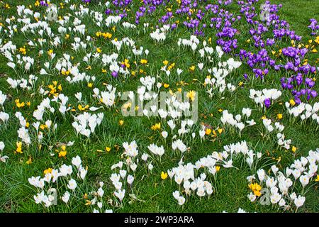 Glasgow, Écosse, Royaume-Uni. 5 mars 2024 : Météo britannique : la galerie d'art Kelvingrove a une belle exposition de crocus de printemps. Ensoleillé dans le centre-ville vu les habitants et les touristes dans les rues. Crédit Gerard Ferry/Alamy Live News Banque D'Images