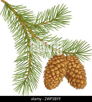 Sapin branche avec cônes illustration colorée Illustration de Vecteur