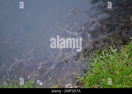 Slough, Berkshrire, Royaume-Uni. 4 mars 2024. Thames Water rejette les eaux usées de ses usines de traitement des eaux usées Slough dans l'eau de Roundmoor Ditch (photo) à Slough, Berkshire, qui se jette dans Roundmoor Ditch à Eton Wick. Cette fois, le rejet, qui a changé la couleur de l'eau en une couleur gris trouble, a eu lieu depuis plus de 51 heures. La puanteur des eaux usées est épouvantable. Ce niveau de pollution risque d'être catastrophique pour l'environnement. Après de nombreux rejets par Thames Water dans le fossé Roundmoor au cours des deux derniers mois, il y a maintenant une croissance de champignons d'égout Banque D'Images