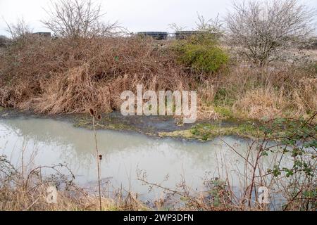 Slough, Berkshrire, Royaume-Uni. 4 mars 2024. Thames Water rejette les eaux usées de ses usines de traitement des eaux usées Slough dans l'eau de Roundmoor Ditch (photo) à Slough, Berkshire, qui se jette dans Roundmoor Ditch à Eton Wick. Cette fois, le rejet, qui a changé la couleur de l'eau en une couleur gris trouble, a eu lieu depuis plus de 51 heures. La puanteur des eaux usées est épouvantable. Ce niveau de pollution risque d'être catastrophique pour l'environnement. Après de nombreux rejets par Thames Water dans le fossé Roundmoor au cours des deux derniers mois, il y a maintenant une croissance de champignons d'égout Banque D'Images