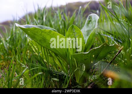 Plantago Major Plantago, plantain, Fleaworts. Il y a 3-5 veines parallèles qui divergent en feuilles plus larges. Les inflorescences sur de longues tiges avec de courtes sp Banque D'Images