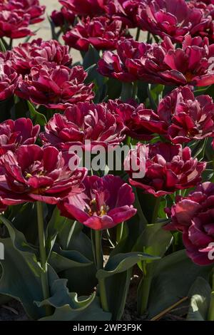 Tulip Silk Road, fleurs rouge foncé et champ au soleil de printemps Banque D'Images