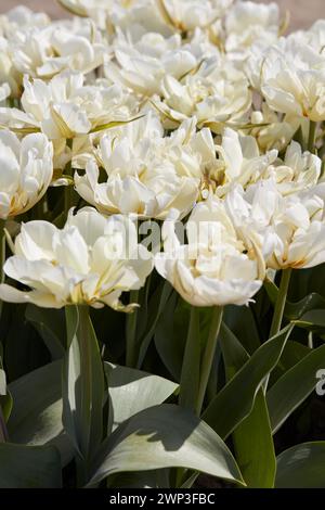 Tulip Exotic Emperor blanc fleurs texture fond dans la lumière du soleil de printemps Banque D'Images