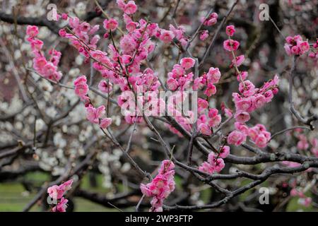 Fleurs de prunes au château d'Osaka, Osaka, Japon Banque D'Images