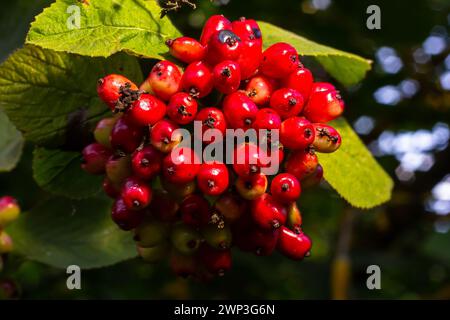 En été, le viburnum est un viburnum à feuilles entières les baies de Viburnum lantana mûrissent. Banque D'Images