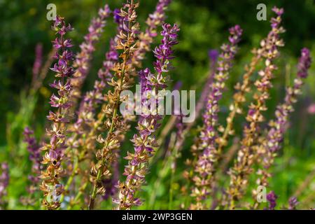 Fleurs bleu violet foncé, Salvia nemorosa Ostfriesland. Fleur violette haute. Salvia, Nepeta. Balkan Clary - Salvia sylvestris. Banque D'Images