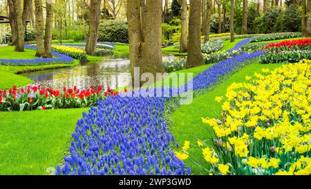 Rivière de fleurs de Hyacinthe dans la conception de paysage magnifique du jardin de Keukenhof aux pays-Bas. Une combinaison harmonieuse de jonquilles jaunes et jacinthes bleues Banque D'Images