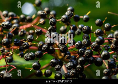 Grappe de sureau noir Sambucus. Buisson de sureau avec des baies. Banque D'Images