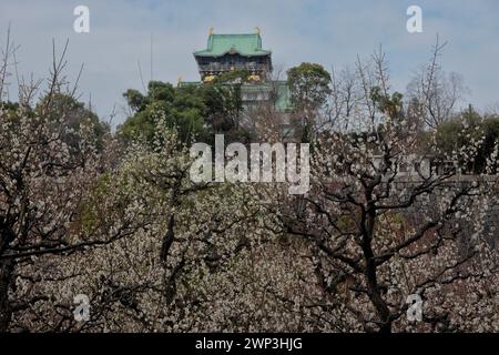 Prune Grove du château d'Osaka en fleurs, Osaka, Japon Banque D'Images