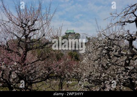 Prune Grove du château d'Osaka en fleurs, Osaka, Japon Banque D'Images