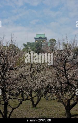 Prune Grove du château d'Osaka en fleurs, Osaka, Japon Banque D'Images