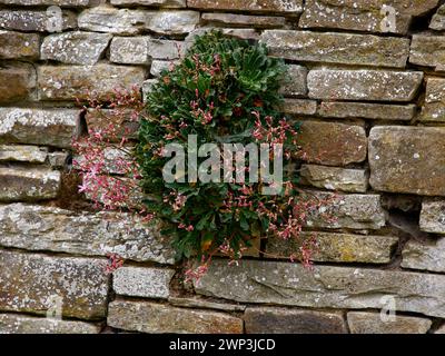 Gros plan sur les fleurs roses et les feuilles vertes de la plante de roche succulente lewisia cotyledon Regenbogen. Banque D'Images