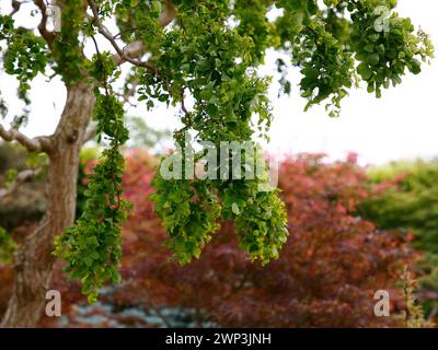Gros plan sur les feuilles frisées vertes du petit arbre de jardin robinia pseudoacacia dentelle dame. Banque D'Images