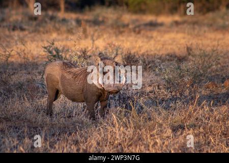 Phacochère commun (Phacochoerus africanus) pâturant sur une belle herbe verte, Parc national Kruger, Afrique du Sud Banque D'Images