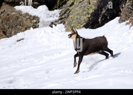 Chamois alpin (Rupicapra rupicapra) mâle solitaire en manteau d'hiver foncé appelant tout en fuyant sur la pente de montagne dans la neige dans les Alpes européennes Banque D'Images