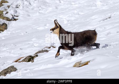 Chamois alpin (Rupicapra rupicapra) mâle solitaire en manteau d'hiver foncé appelant tout en fuyant sur la pente de montagne dans la neige dans les Alpes européennes Banque D'Images