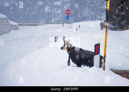 Chamois alpin (Rupicapra rupicapra) route de croisement mâle dans la neige profonde dans le parc national du Gran Paradiso en hiver, Vallée d'Aoste, Italie Banque D'Images